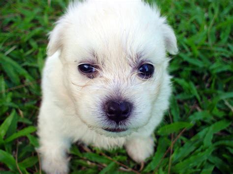 'Sad Puppy.
